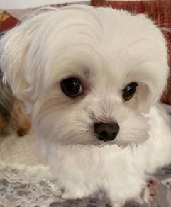 Irresistible Maltese Cute Long Hair Puppy Baby Dog