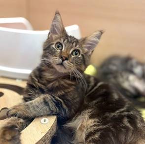 Mainecoon Tabby