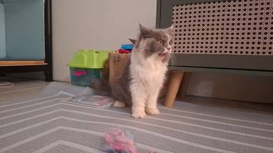 Munchkin Nonstandard