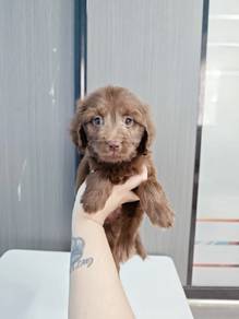 brown coco Maltese mix poodle Maltipoo 