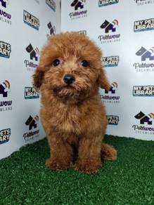 Super cute toy poodle red pup
