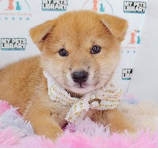 Shiba Inu