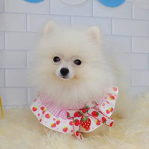 Mini Pomeranian