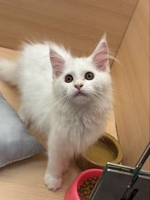 Mainecoon
