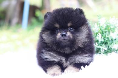Pomeranian
