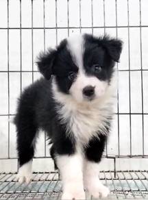 Border collie mka and microchip