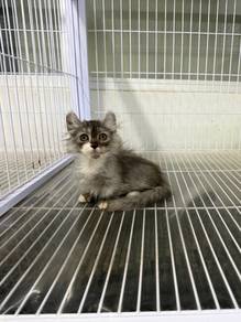 American curl Munchkin kitten