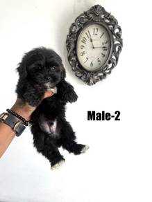 shihpooo puppies for sale