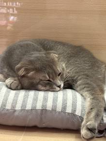 Scottish fold for sale