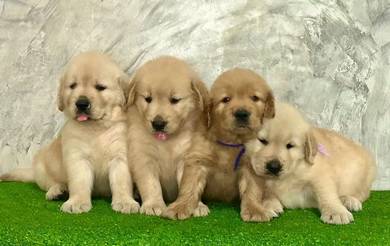 Goldenretriever 