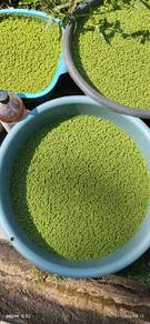 Azola 