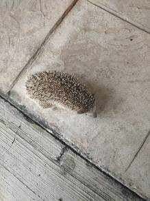 Hedgehog