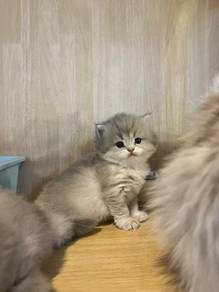 British short hair cute Ay11 kittens