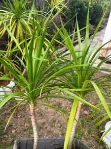 draco plant