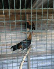 Ayam hutan lapis f1