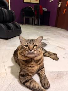 Kucing Comel
