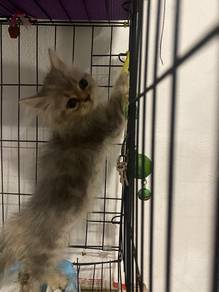 BRITISH long hair rehomed (negotiable)