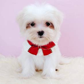Maltese