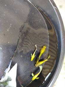 ikan guppy full gold  
