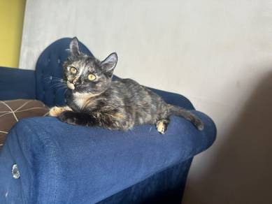 american curl mix domestic