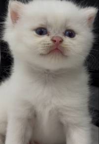bluegolden shaded（mother have cert）urgent rehome💌