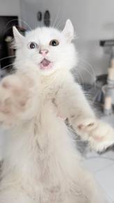 Odd Eye Kitten