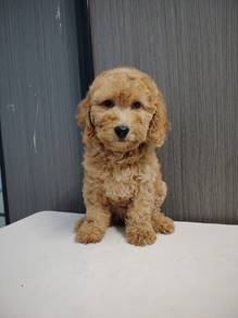 Toy poodle female offer price 