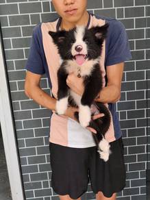 Border Collie Puppy纯种边境牧羊幼犬🐶