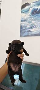 puppies for adoption