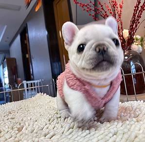 French Bulldog