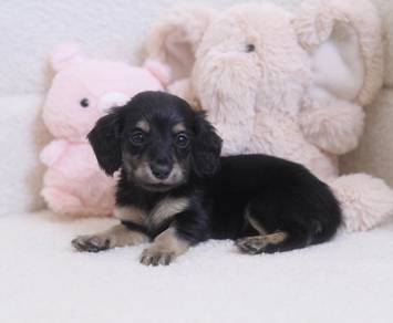 MINIATURE DACHSHUND Puppies D167 PREMIUM Quality G