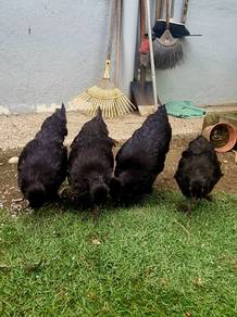 Anak Ayam