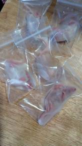 Frozen Mice