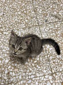 Kucing BSH Tabby manja