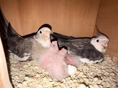Baby cockatiel for sell