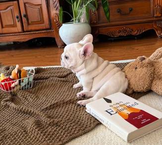 French Bulldog