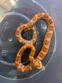 Corn Snake - Hypo Sunkiss
