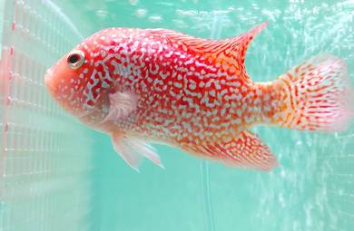 Flowerhorn Cc GB Kamfa 