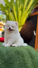 white color Pomeranian 