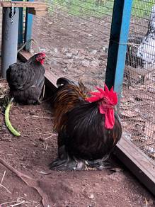Ayam Pekin Bantam / Cochin Bantam