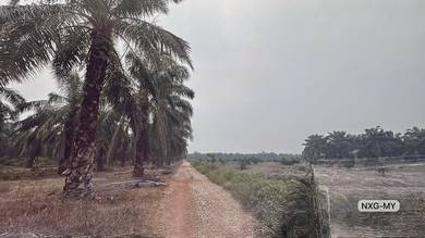 Agricultural Land in Kuala Selangor, SGR