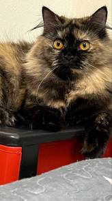 Parsian mix mainecoon