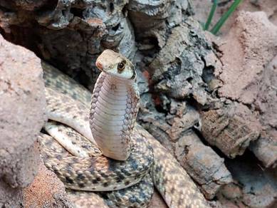 Egyptian False Cobra