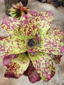 Bromeliad red cheese