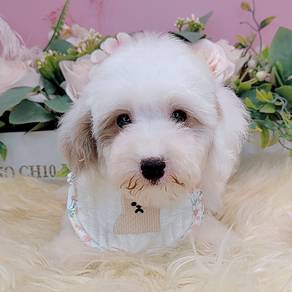Maltipoo