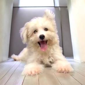Pomachon pom cross bichon
