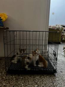 sangkar kucing