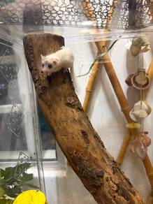 Dormouse (Tupai Mini)
