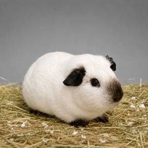 California Guinea Pig