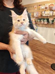 Big bone maine coon kitten